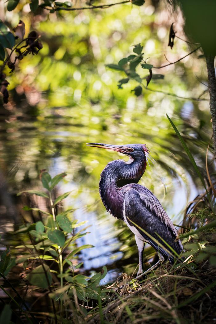 "Tri-colored Heron" by Carolyn Monastra