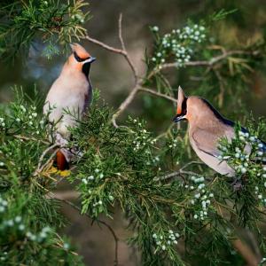 Two "Bohemian Waxwings" by Carolyn Monastra