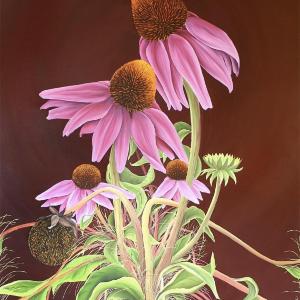 Echinacea by Allison Green