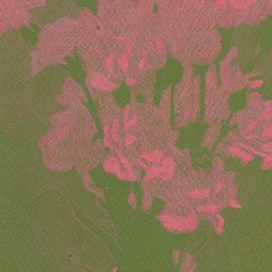 Pink Carnations (sketch) by Rachel Burgess