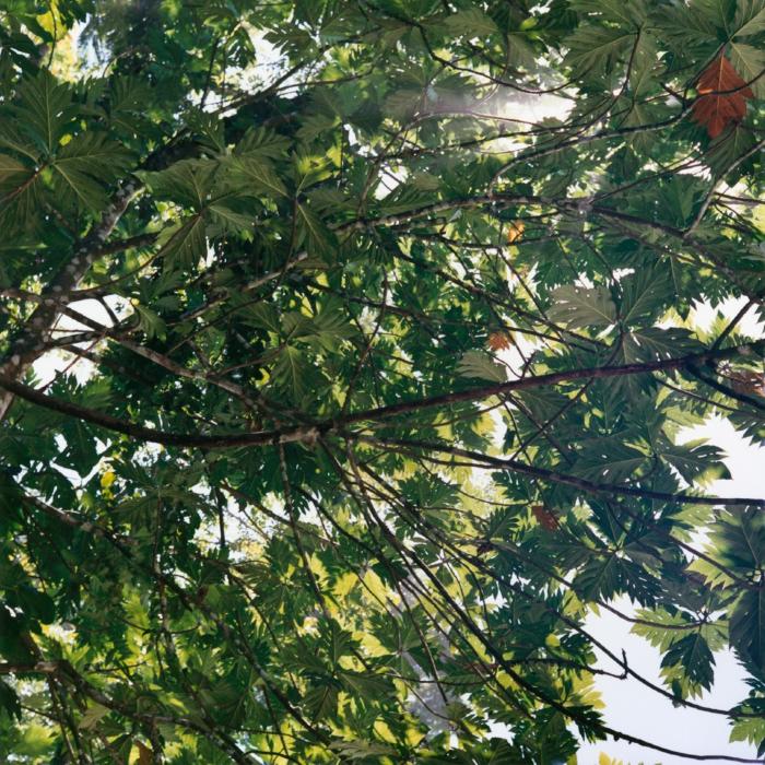 Canopy, Costa Rica 2 by Maria Passarotti