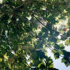 Canopy, Costa Rica 1 by Maria Passarotti