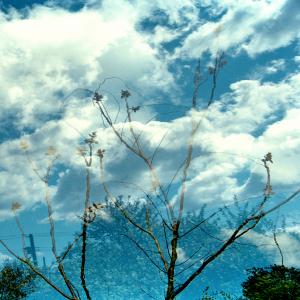 Transitory Space, Jamaica Bay, Queens, NYC, Cloud Tree # 1
 by Leah Oates