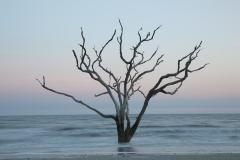 Tree in the sea #5, Botany Bay, Edisto, South Carolina by Carolyn Monastra